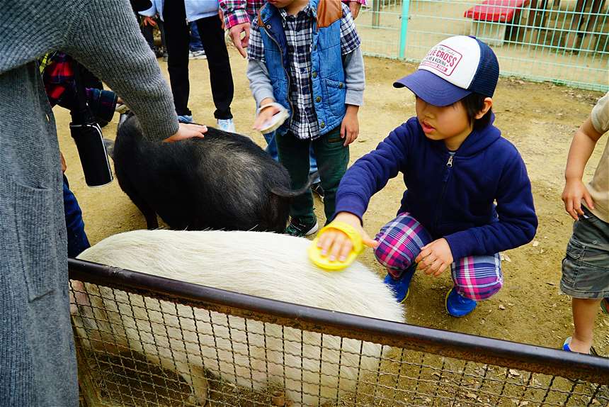 動物園 姫路 姫路動物園、ゾウの姫子が死んだ後はゾウの飼育をしない