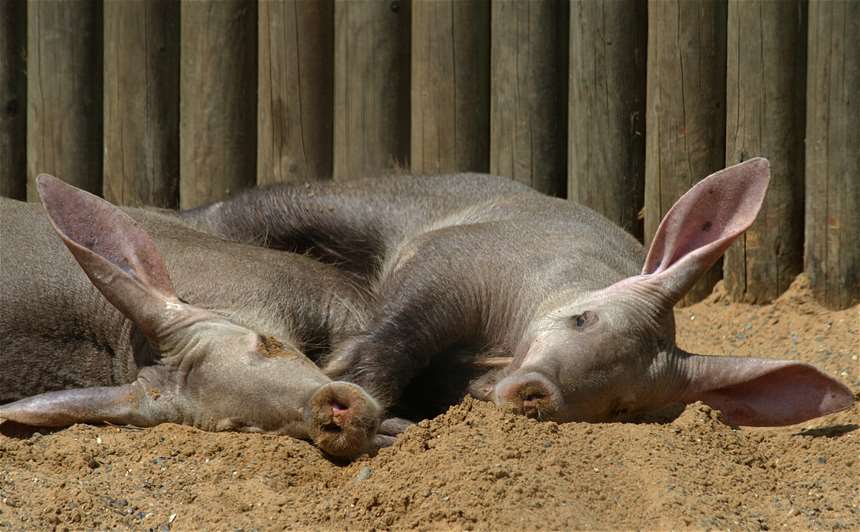 姫路 動物園